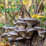 Mushroom wearables and devices: how will it work?
