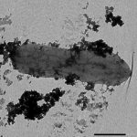 Bacteria can become "Iron Man" by dressing themselves in cobalt