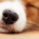 China începe să elibereze pașapoarte digitale pentru câini cu amprente nasale