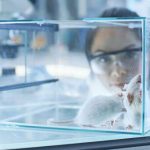 Female mice become indifferent to their offspring due to intestinal bacteria