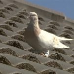 Dove that crossed the Pacific will be killed for violating quarantine