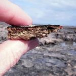 The oldest life forms on Earth appeared thanks to viruses