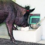 Scientists have taught pigs to play video games without chipping