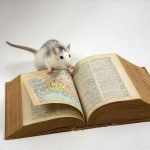 Long-term living of mice with humans made them smarter