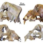 Extinct cave bear genome sequenced from 360,000-year-old bone