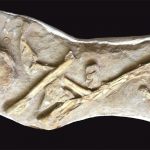 Вчені випадково знайшли останки величезної стародавньої риби