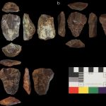 Neaderthals and Homo Sapiens used the same tools