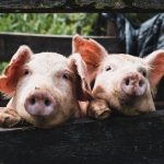 Huawei will release a system for raising pigs