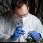 Biologists have found a rare gene that is responsible for the immune system of plants