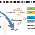 Sergey Osipenko, Skoltech - on metabolites, dry blood method and screening of children