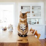 Cats fail a scientific test of loyalty to their owner