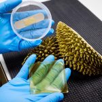 Scientists have developed an antibacterial gel dressing made from durian husks