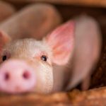 No, Huawei is not going to engage in pig farming due to falling sales of smartphones