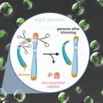 Bisturiul genomic a făcut din algele eucariote un generator de biocombustibili