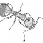 Ants' reaction to social isolation is similar to that of humans.