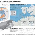Whale Songs Told Animals Skipped South Migration Due to Climate Change