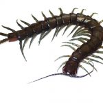 In Japan, a new type of centipede was discovered: the length of the centipede is more than 20 cm