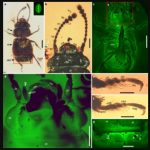 Insect with flower pollen from dinosaur times found in amber