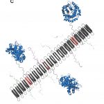 Self-assembling nanofibers protect damage from inflammation