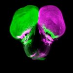The network of nerves between the eyes and the brain arose 100 million years earlier than previously thought