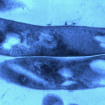 Le test détecte le bacille de Koch chez les enfants bien avant l'apparition de la tuberculose