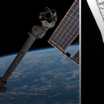 ناسا سترسل أشبال كالاماري إلى محطة الفضاء الدولية