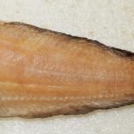 A new species of fish from the family of sea slugs found in the Bering Sea