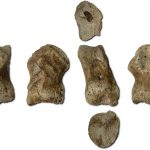 Look at the oldest bone jewelry of the Neanderthals: 51 thousand years old