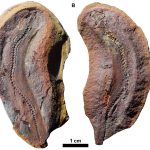The details of the life of tiny dinosaurs were restored: they were called microsaurs