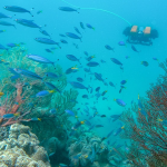 The Great Barrier Reef can be viewed with an underwater robot