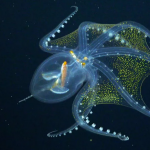 Underwater robot filmed a transparent octopus in the waters of the Pacific Ocean