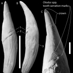 Scientists have found traces of the deadly fight Megalodon with a sperm whale
