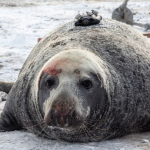 Fishermen accidentally found the camera with which the seal "escaped" three years ago