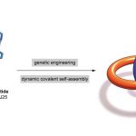 Oamenii de știință au creat cea mai mică legătură biomecanică din lume din peptide