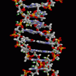 The genome as a repository of information: how and why to artificially store data in DNA