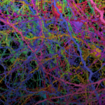 Des chercheurs dévoilent la première puce neuromorphique inspirée du cerveau