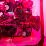 Vesmírná továrna na všechno: jak a proč se na ISS pěstuje jídlo, orgány a kosti