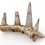 Found strange dinosaur remains with thorns on the spine. This view has puzzled scientists