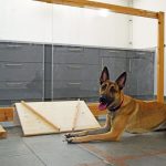 Recherche : les chiens distinguent les actions humaines aléatoires des actions humaines intentionnelles
