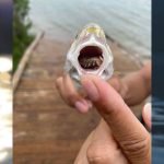 Priviți cum parazitul de mare mănâncă limba unui pește pentru a supraviețui