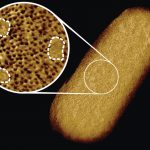 See what the clearest photo of bacteria looks like