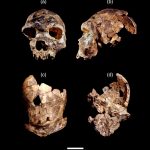 Палеонтологи знайшли новий вид предка людини, яка жила на території Ефіопії