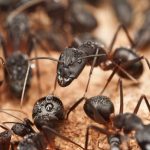 «Робітника» мурахи від «королівського» відрізняє лише один ген