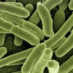 Scientists create bacteria to fight cancer