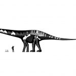 Суперзавр: вчені знайшли найдовшого динозавра за всю історію Землі