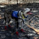 Dog awarded for rescuing 100 koalas hit by wildfires in Australia