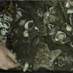 У Мехіко знайшли вівтар Віцілопочтлі, створений із морських зірок та кісток ягуару