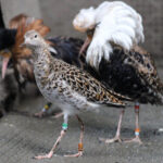 Identical genes lead ruff males to success, and females are left without chicks