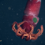 Calamar ciudat cu ochi diferiți găsit în „zona crepusculară” a oceanului
