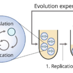 Oamenii de știință japonezi au demonstrat pentru prima dată capacitatea ARN de a evolua
